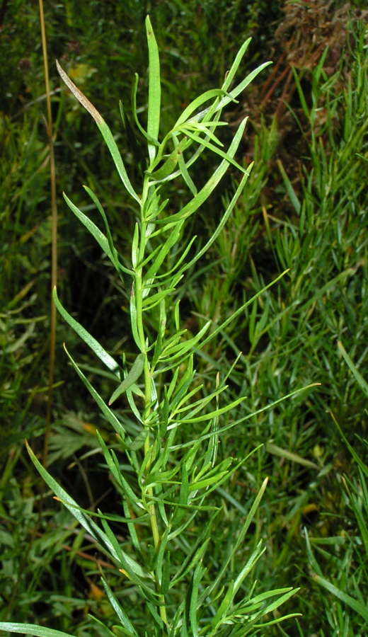 Image of Artemisia dracunculus specimen.