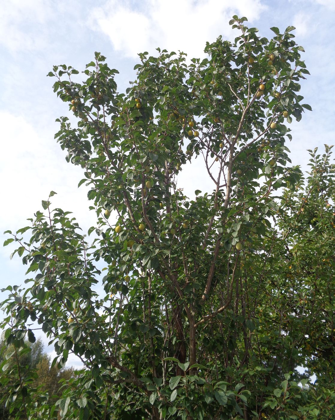 Image of Prunus domestica specimen.