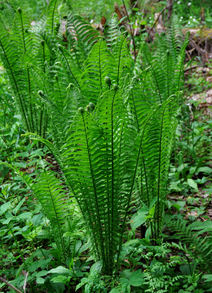 Image of Matteuccia struthiopteris specimen.