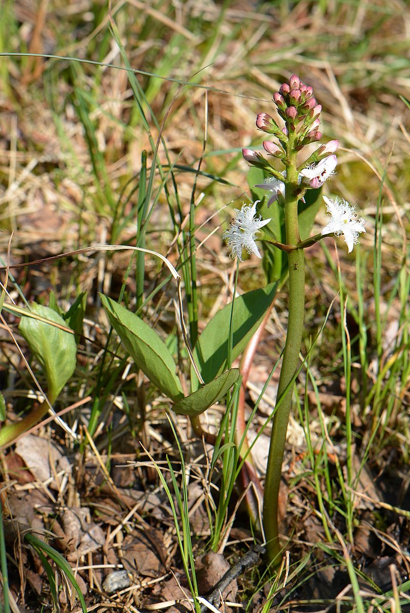 Image of Menyanthes trifoliata specimen.