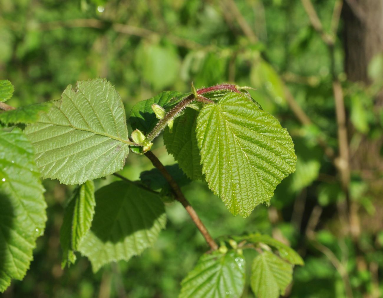 Image of Corylus avellana specimen.