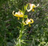 Lilium monadelphum