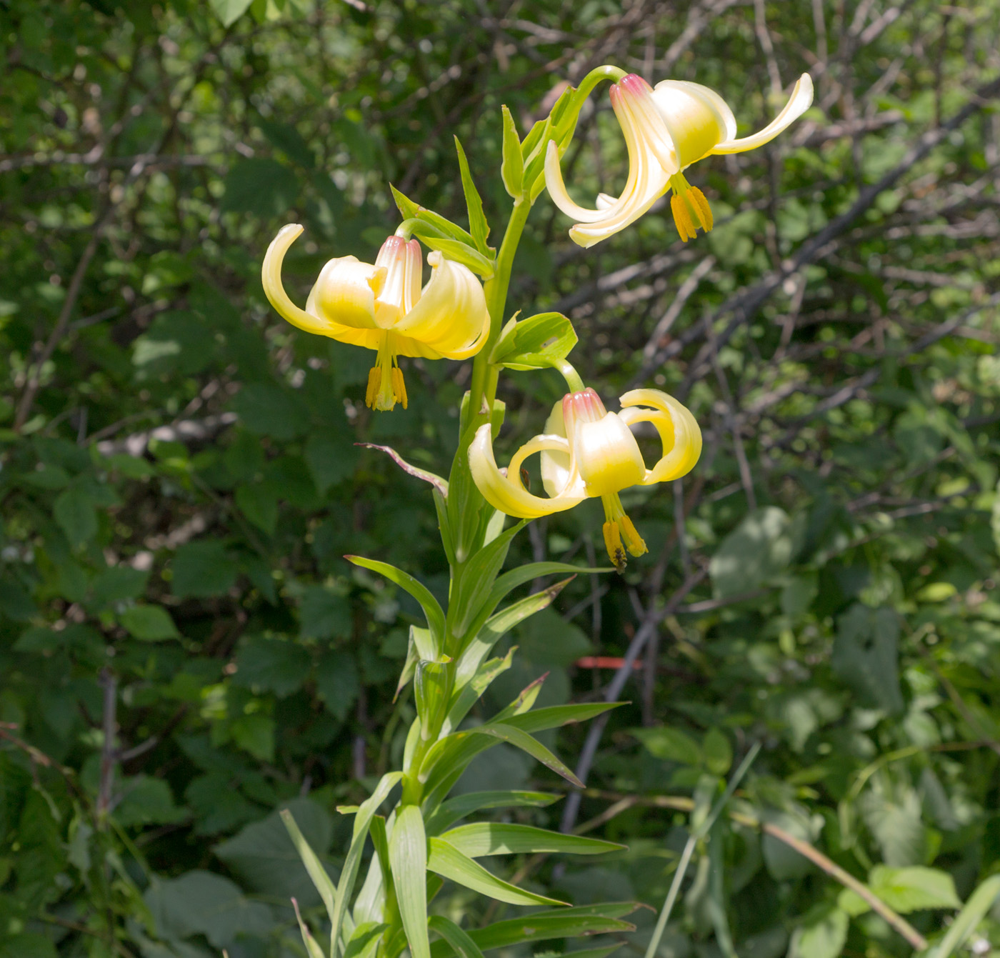 Изображение особи Lilium monadelphum.