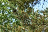 Pinus sylvestris. Ветвь со зрелыми шишками, незрелой шишкой и собраниями мужских стробилов. Санкт-Петербург, Курортный р-н, пос. Тарховка, заказник «Сестрорецкое болото», у оз. Сестрорецкий Разлив, на песчаной почве. 16.06.2020.