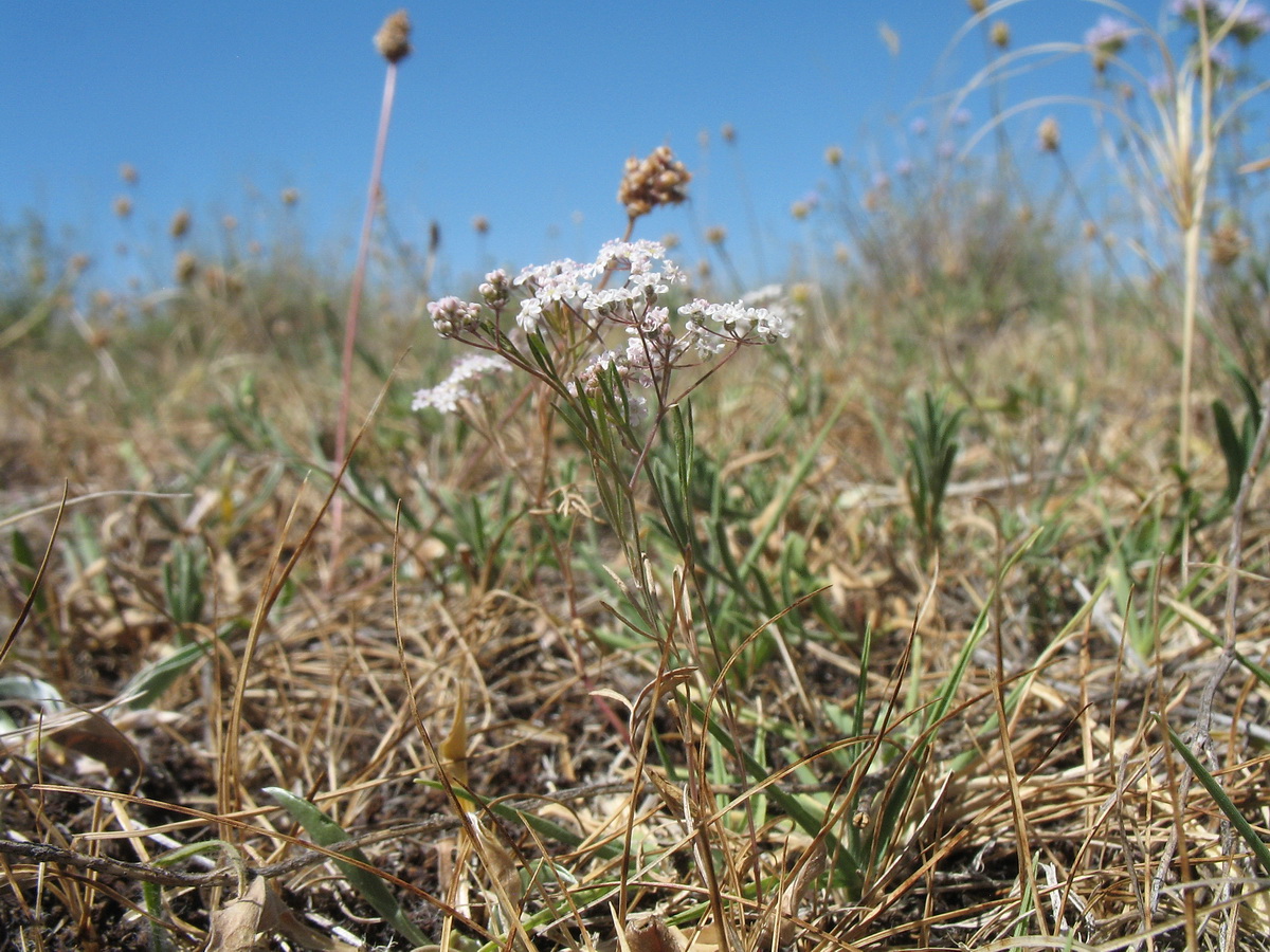 Изображение особи Aphanopleura capillifolia.