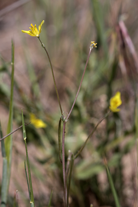 Image of Hypecoum parviflorum specimen.