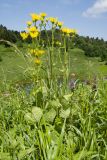 Doronicum macrophyllum