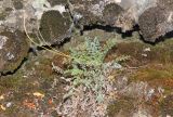 Richteria pyrethroides. Плодоносящее растение на скале. Узбекистан, Ангренское плато, каньон р. Ахангаран. 18.07.2020.