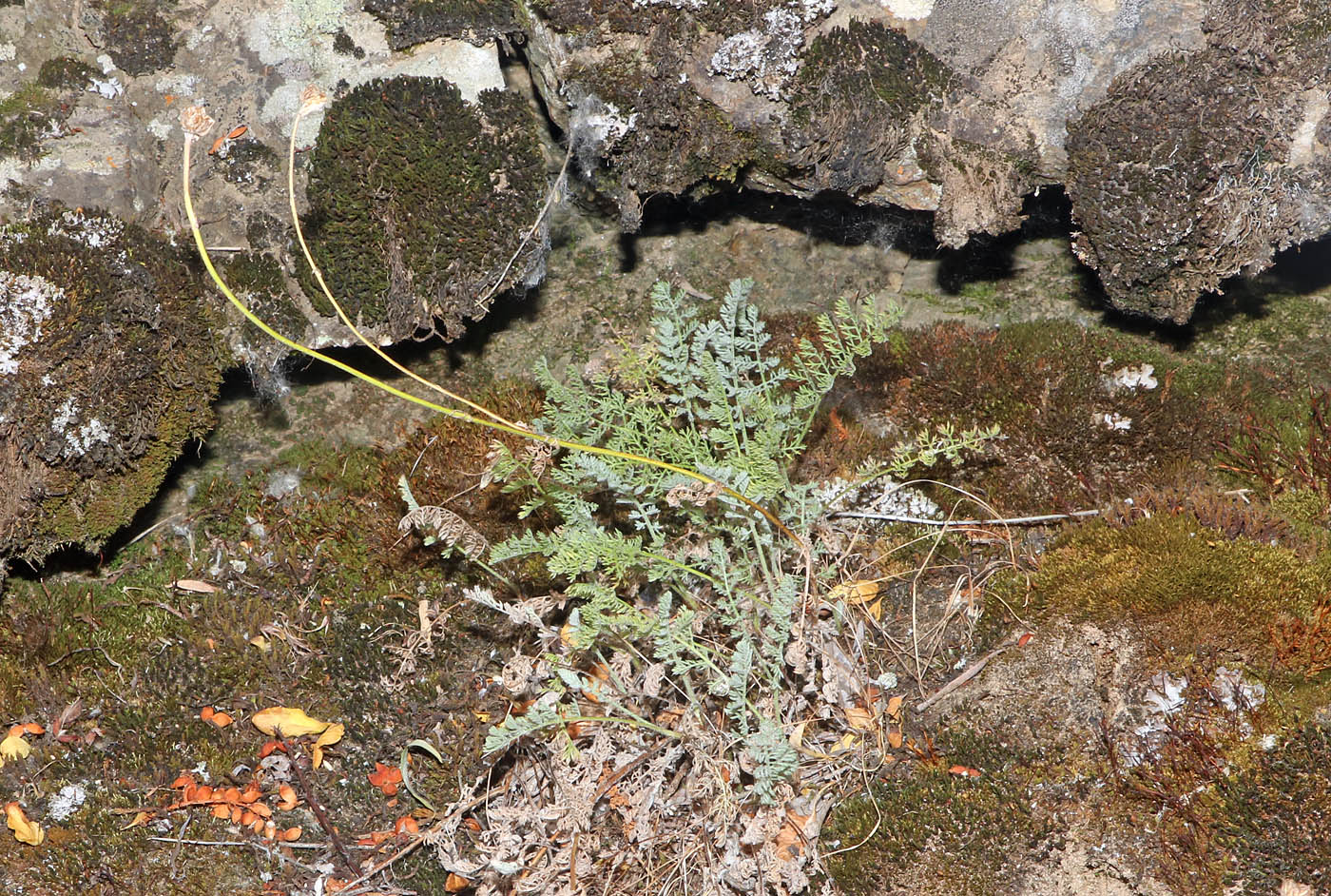 Image of Richteria pyrethroides specimen.