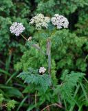 Conioselinum tataricum. Верхушка цветущего растения (рядом видны ветви Juniperus sibirica). Челябинская обл., Златоустовский гор. округ, хребет Уреньга, ≈ 1000 м н.у.м., каменистый склон. 25.07.2020.