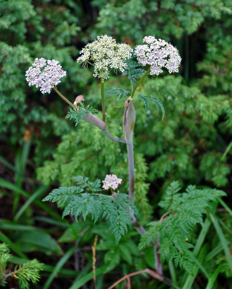 Image of Conioselinum tataricum specimen.