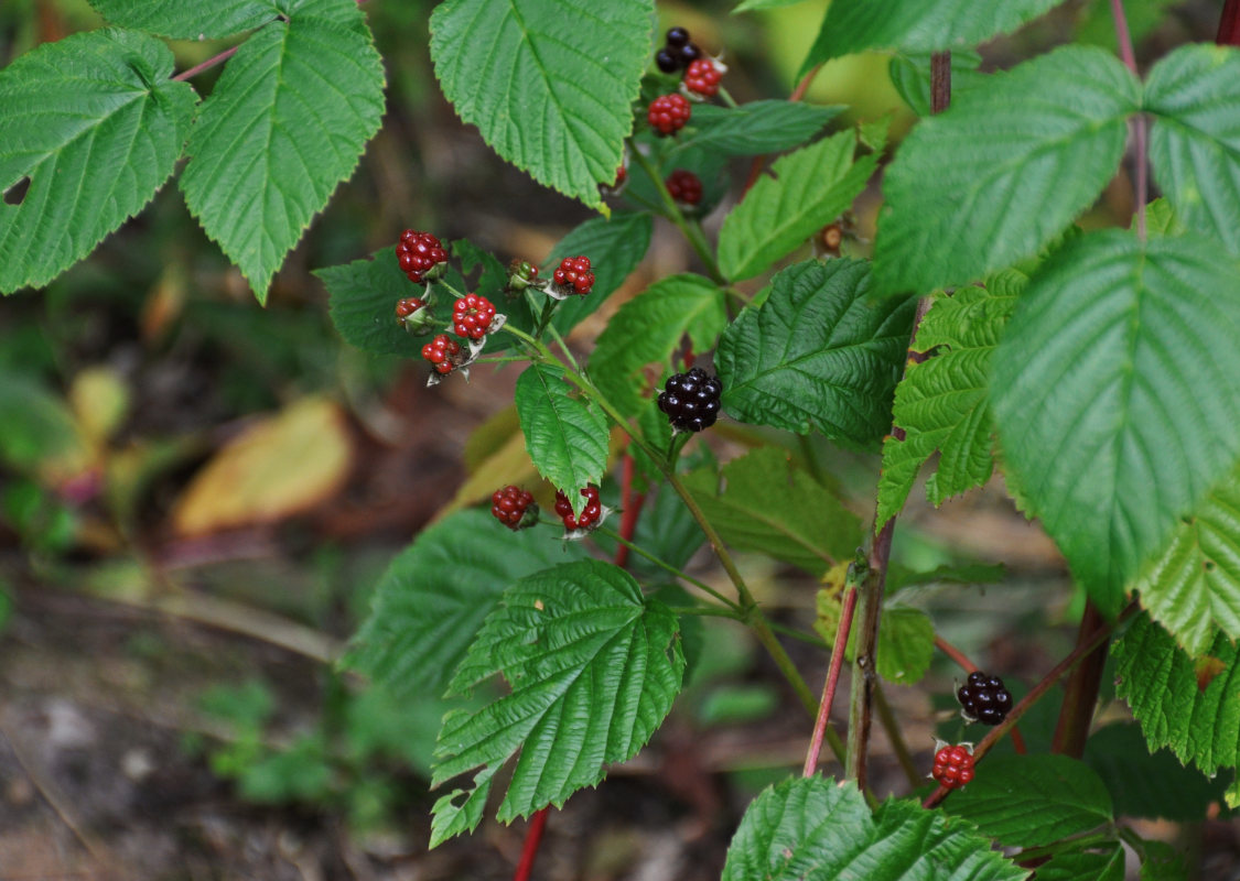 Изображение особи Rubus nessensis.