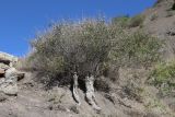 Vitex agnus-castus