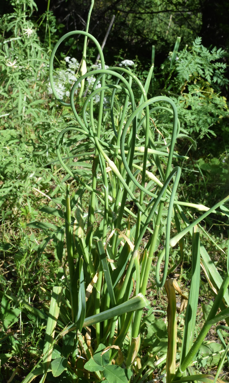 Image of Allium sativum specimen.