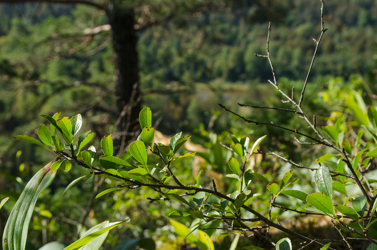 Image of Cerasus fruticosa specimen.