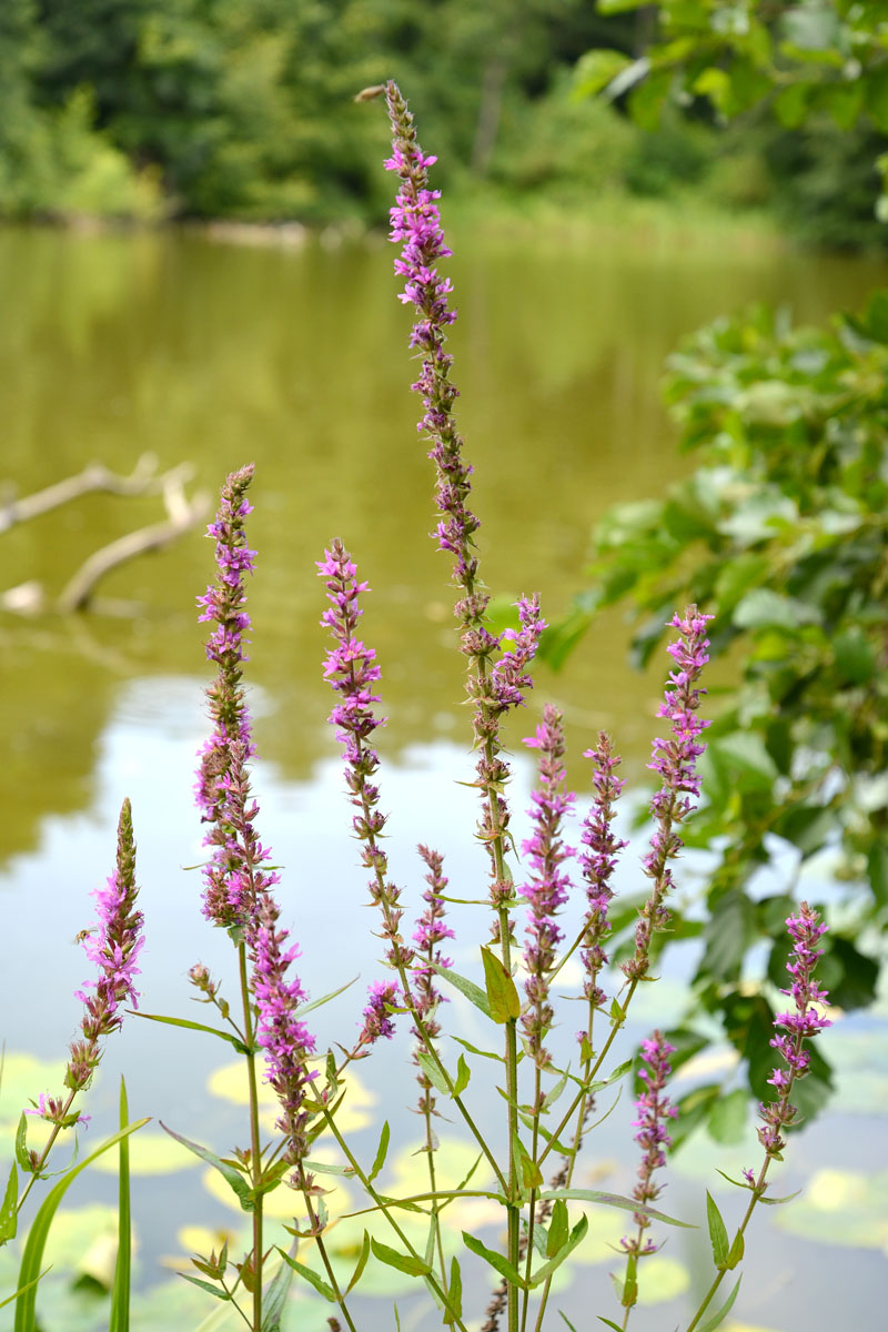 Image of genus Lythrum specimen.