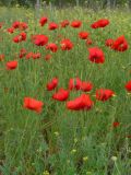 Papaver rhoeas
