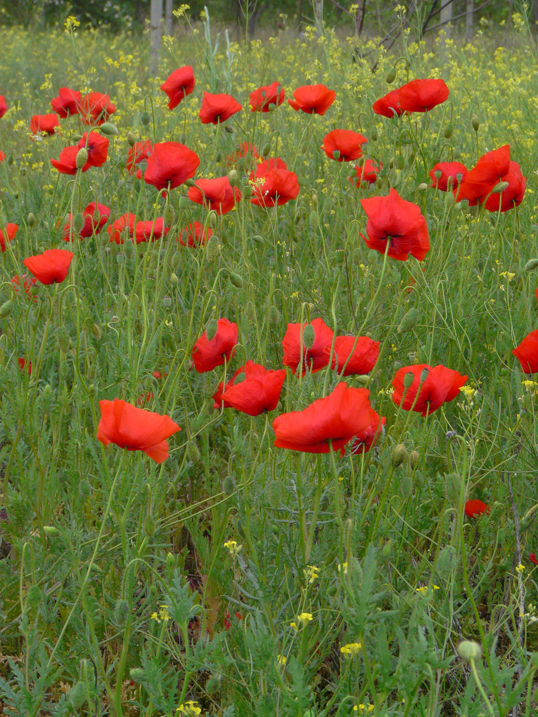 Изображение особи Papaver rhoeas.