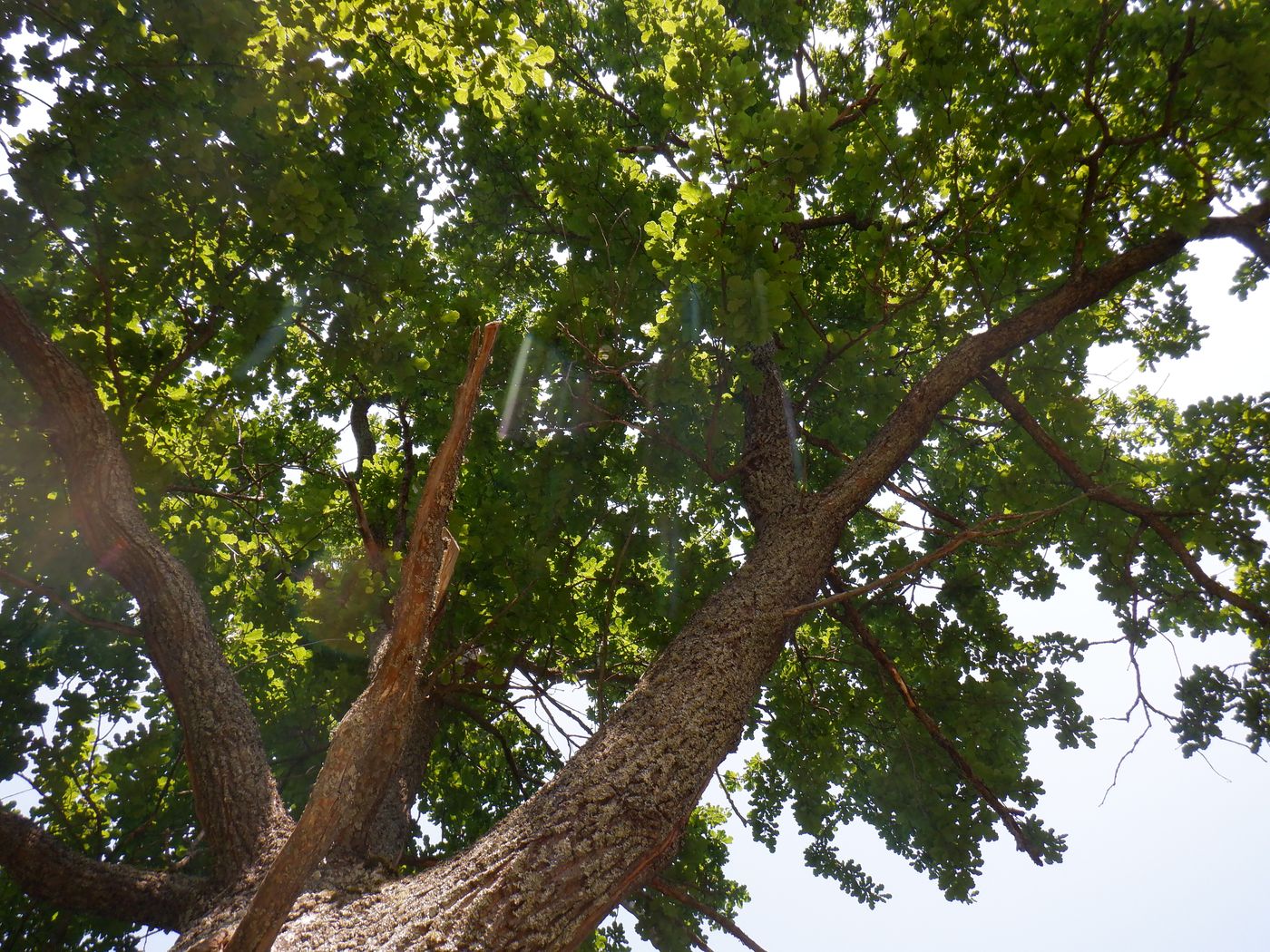 Image of Quercus robur specimen.
