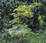 Acer japonicum