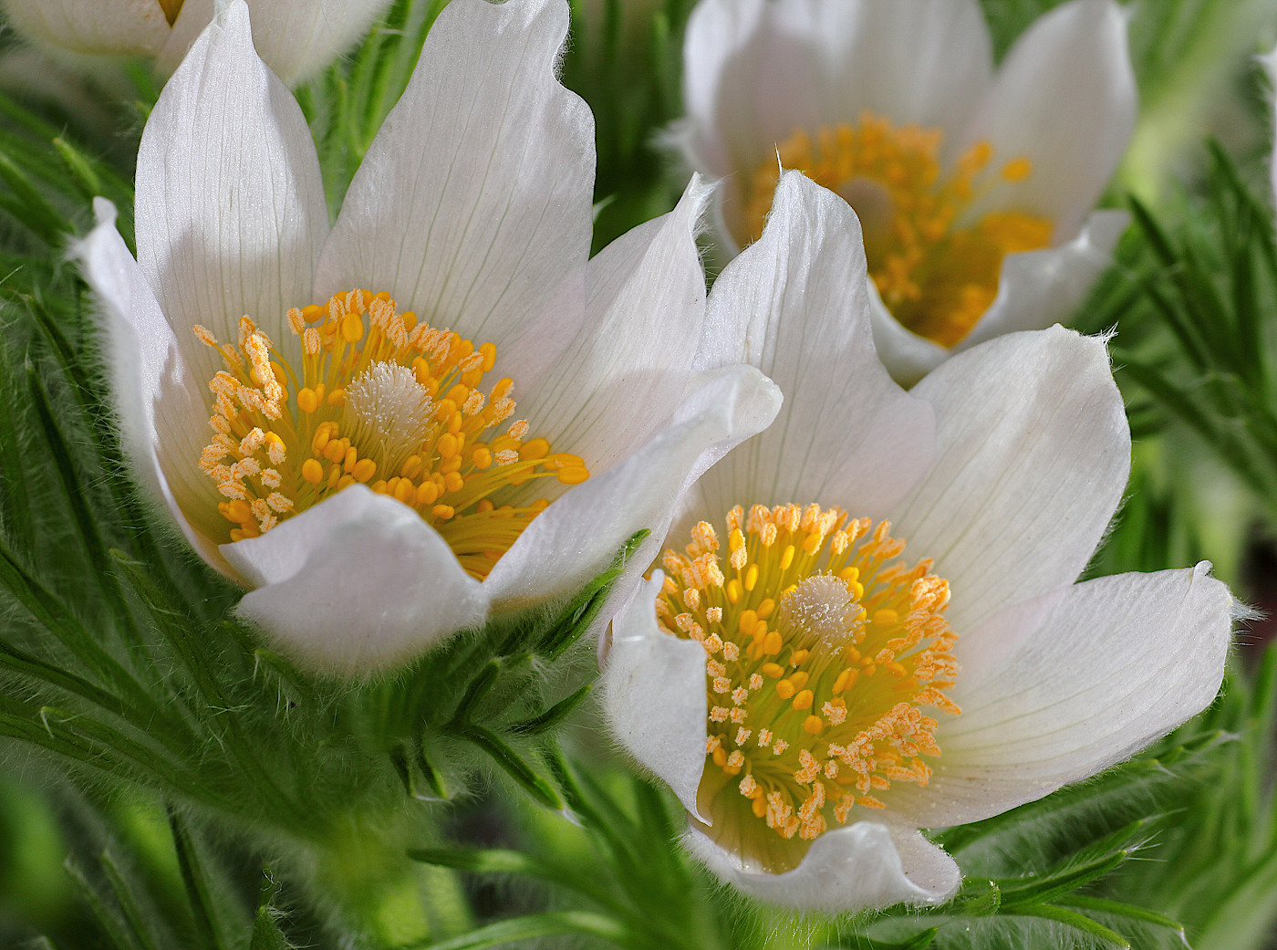 Image of Pulsatilla vulgaris specimen.