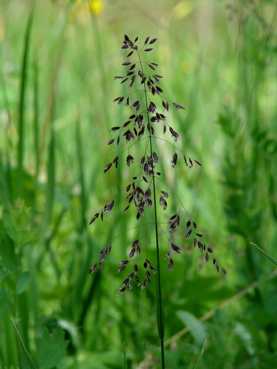 Image of Poa sibirica specimen.