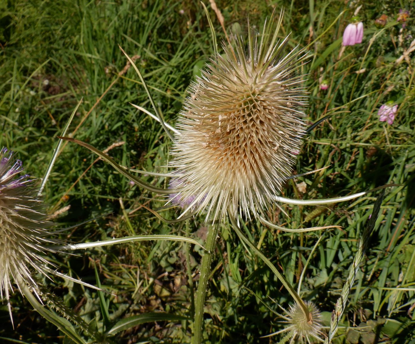 Изображение особи Dipsacus fullonum.