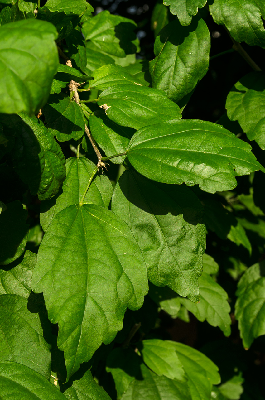 Image of Hibiscus syriacus specimen.