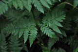 Dryopteris expansa. Нижняя часть вайи. Тверская обл., Кашинский гор. округ, долина р. Медведица, смешанный лес. 12.07.2020.