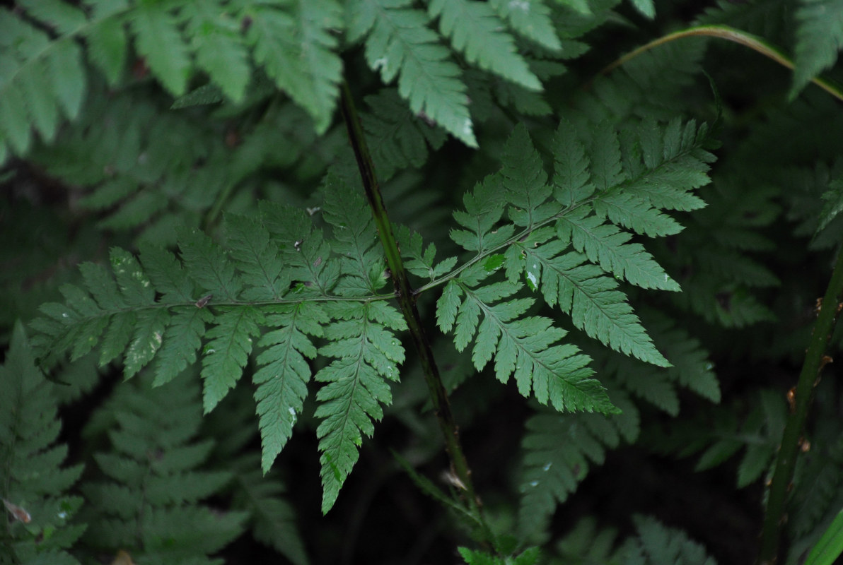 Image of Dryopteris expansa specimen.