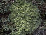 Image of taxon representative. Author is Александр Козловских