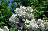 Philadelphus coronarius. Верхушка ветви с соцветиями. Московская обл., гор. округ Мытищи, окр. дер. Сорокино, в культуре. 28.06.2020.