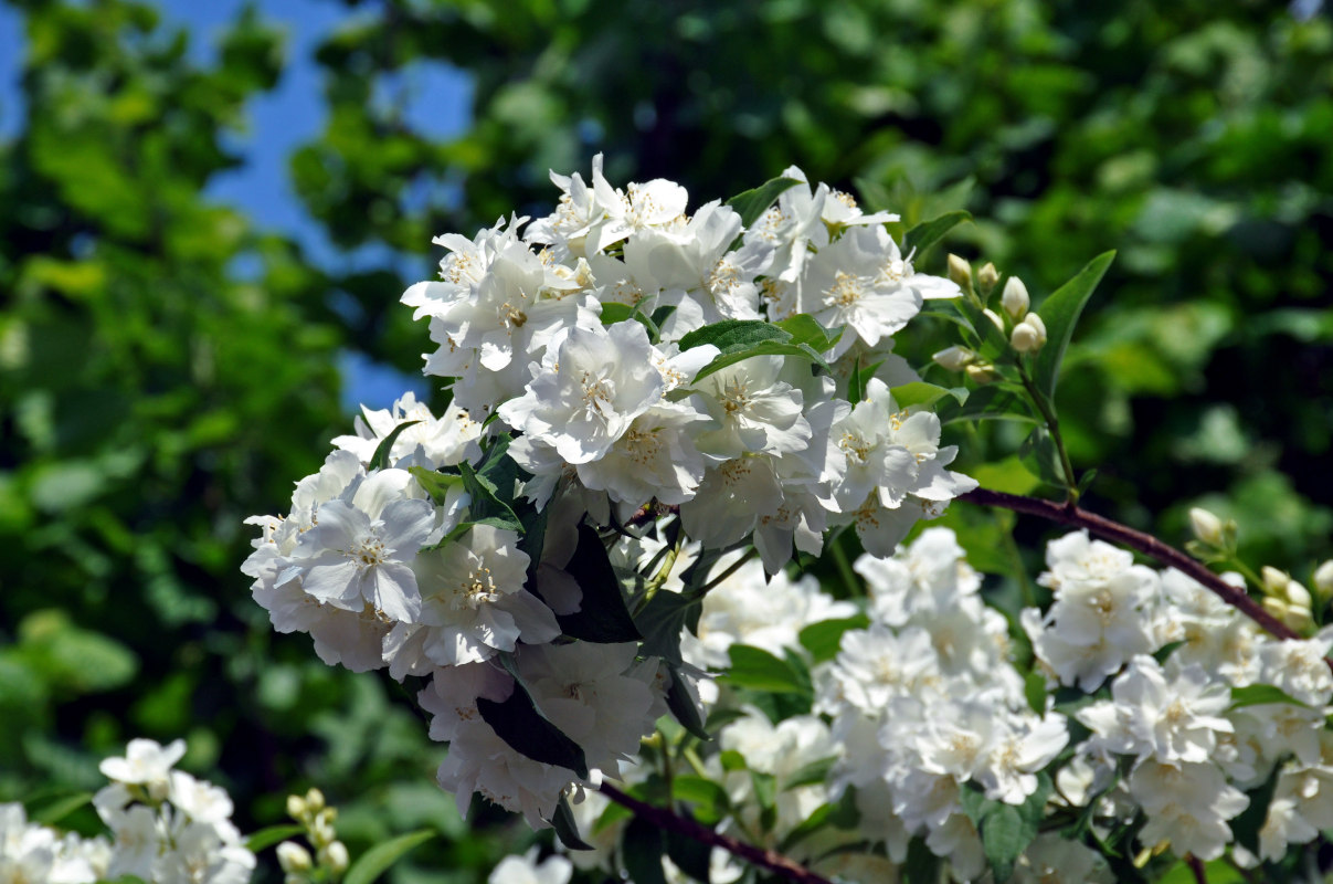 Image of Philadelphus coronarius specimen.