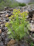 Euphorbia cyrtophylla. Цветущее растение на каменистой россыпи. Таджикистан, Согдийская обл., Айнинский р-н; Памиро-Алай, Фанские горы, бас. оз. Искандеркуль, ≈ 2500 м н.у.м. 09.06.2019.