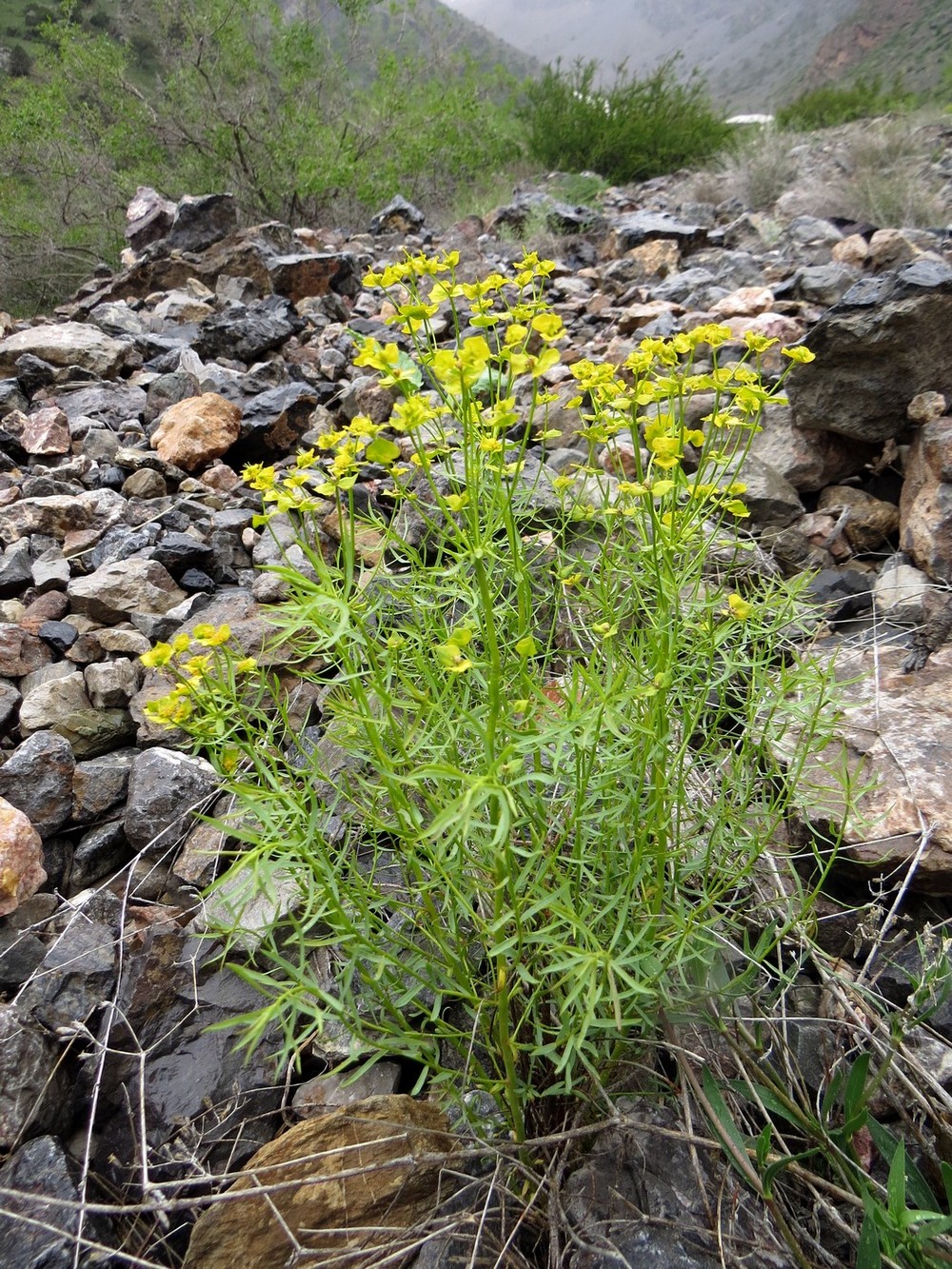 Image of Euphorbia cyrtophylla specimen.