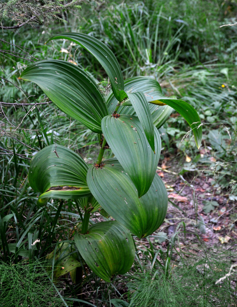 Изображение особи Veratrum lobelianum.