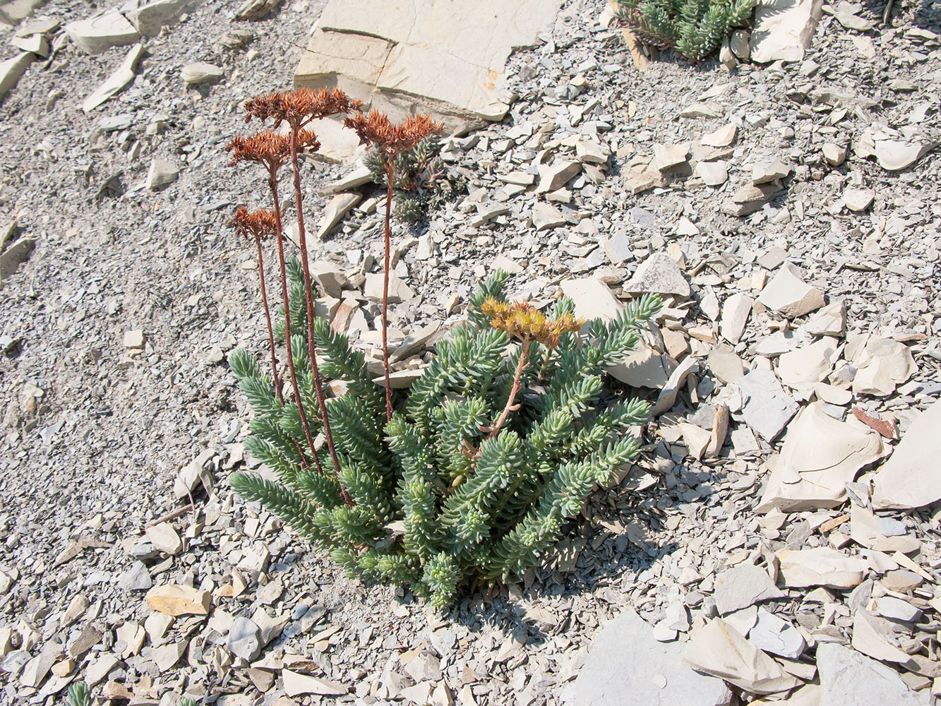 Image of Sedum reflexum specimen.