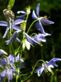 Aquilegia parviflora