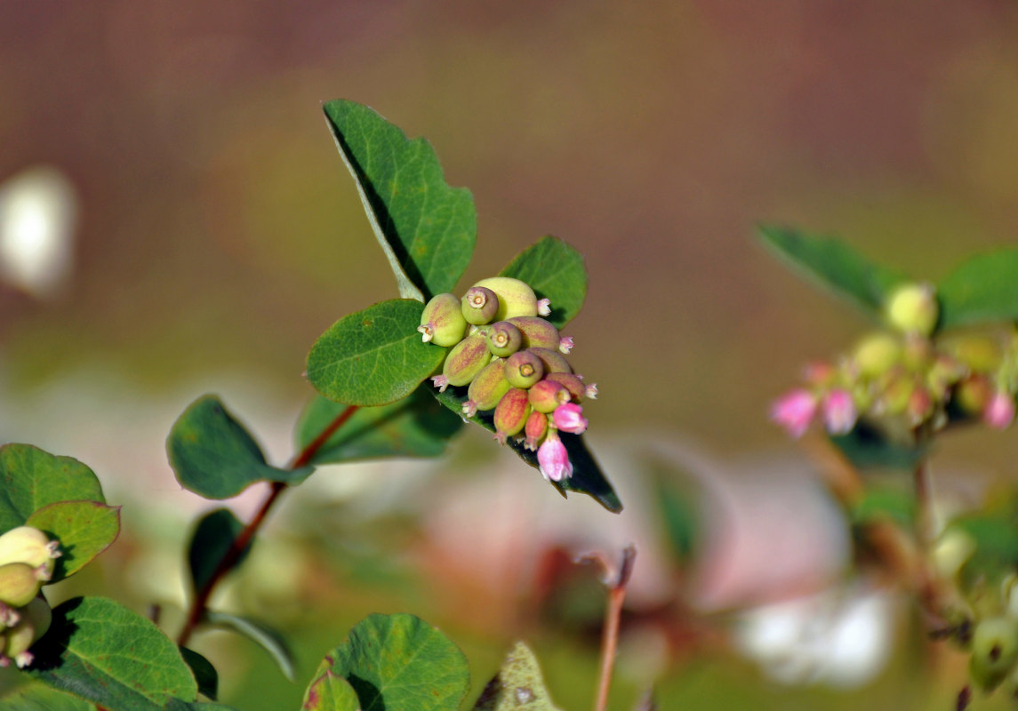 Изображение особи Symphoricarpos albus var. laevigatus.