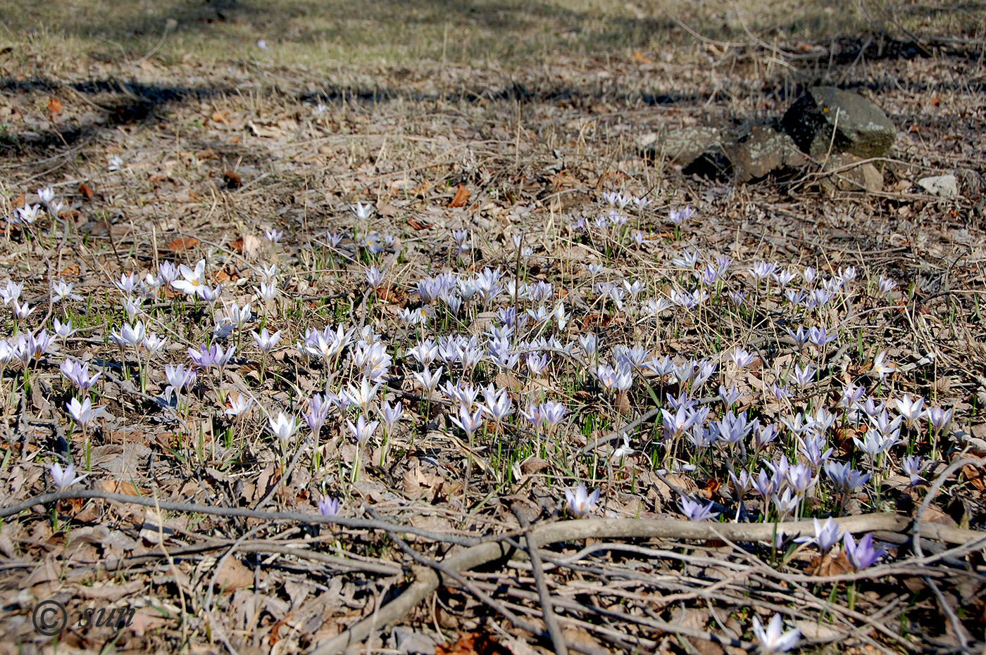 Изображение особи Crocus reticulatus.