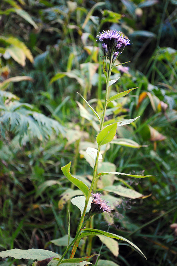 Image of Saussurea latifolia specimen.