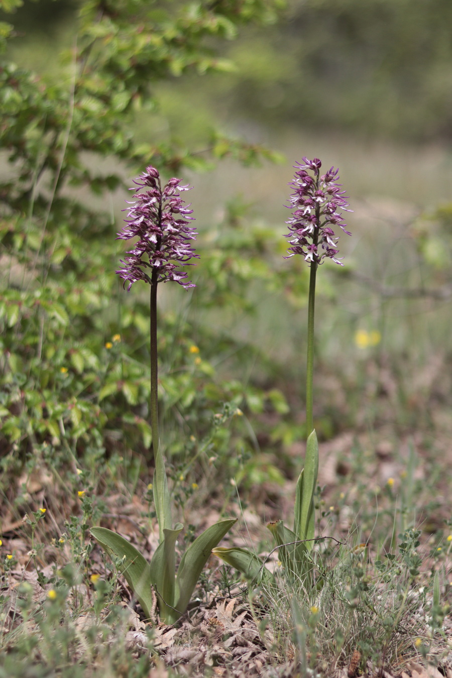 Изображение особи Orchis × angusticruris.