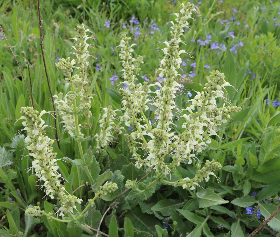 Image of Salvia armeniaca specimen.