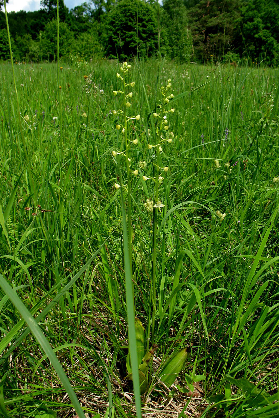 Изображение особи Platanthera chlorantha.