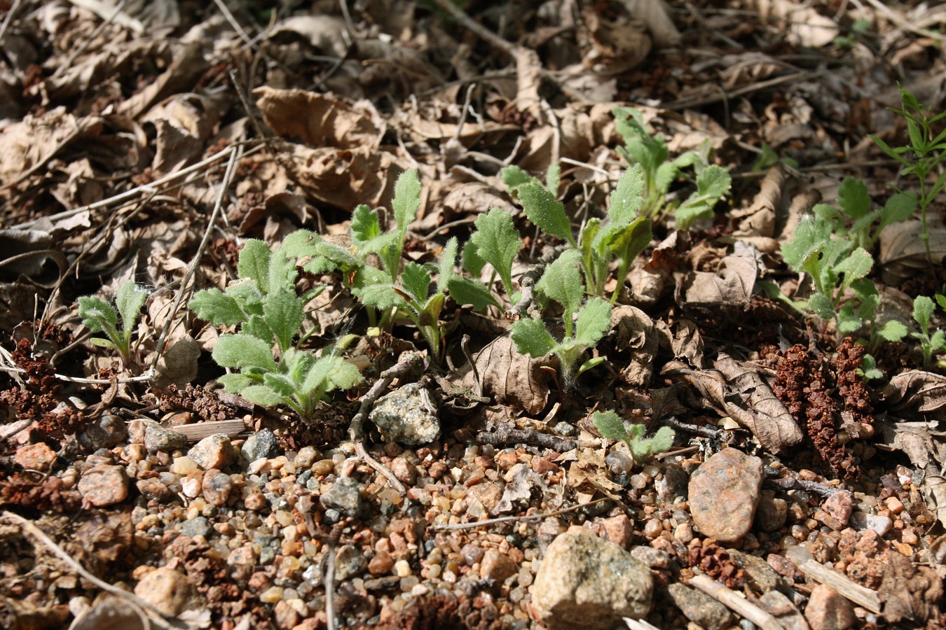 Изображение особи Senecio viscosus.