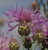 Centaurea stoebe