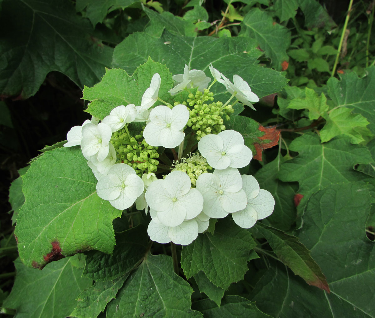 Image of Hydrangea quercifolia specimen.