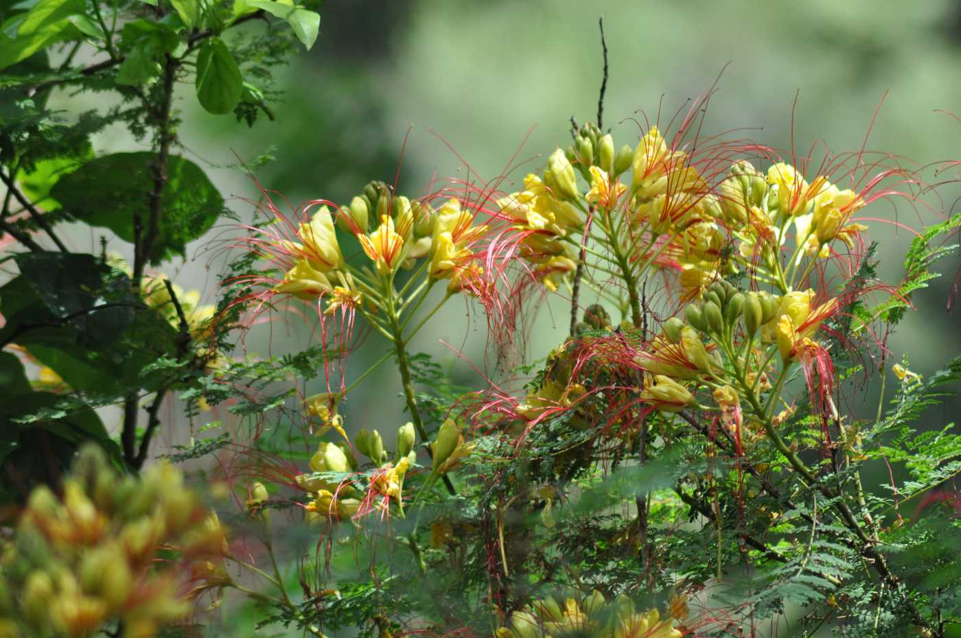 Изображение особи Caesalpinia gilliesii.