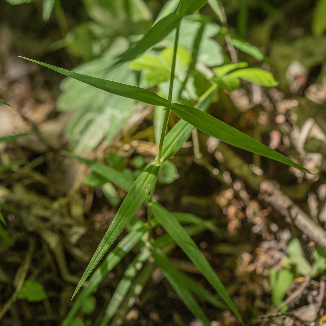 Image of Stellaria holostea specimen.