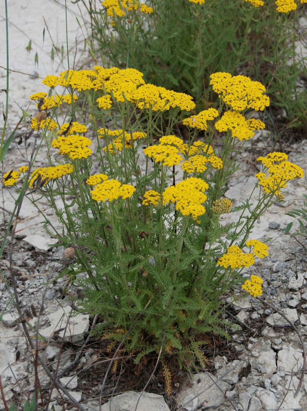 Image of Achillea arabica specimen.